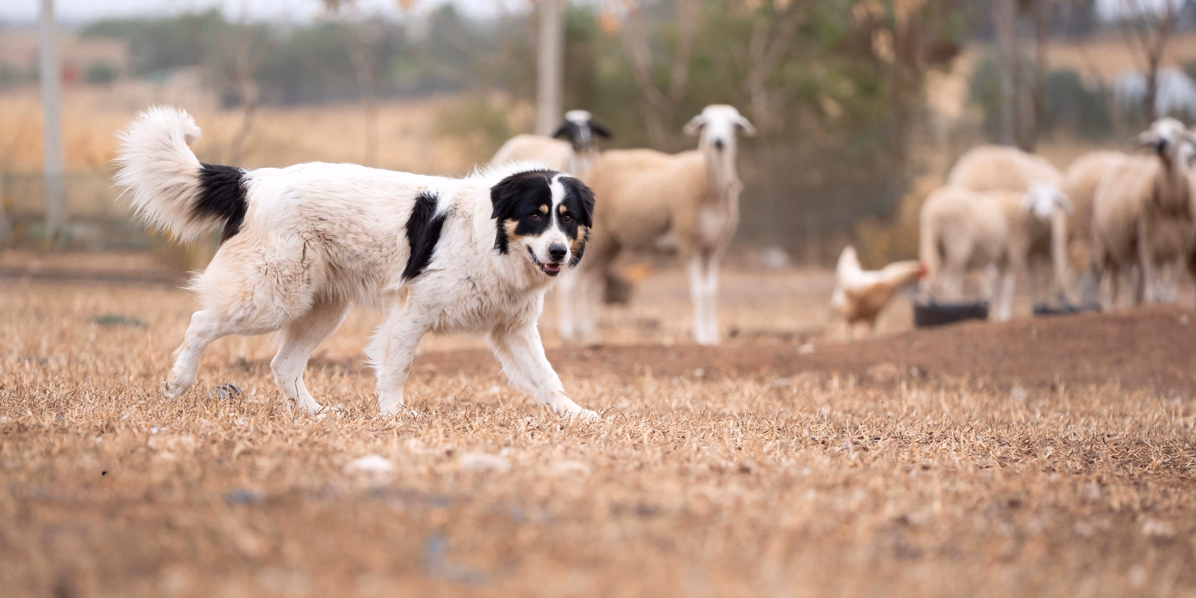 Atlas mountains dog protecting his herd of sheep.
