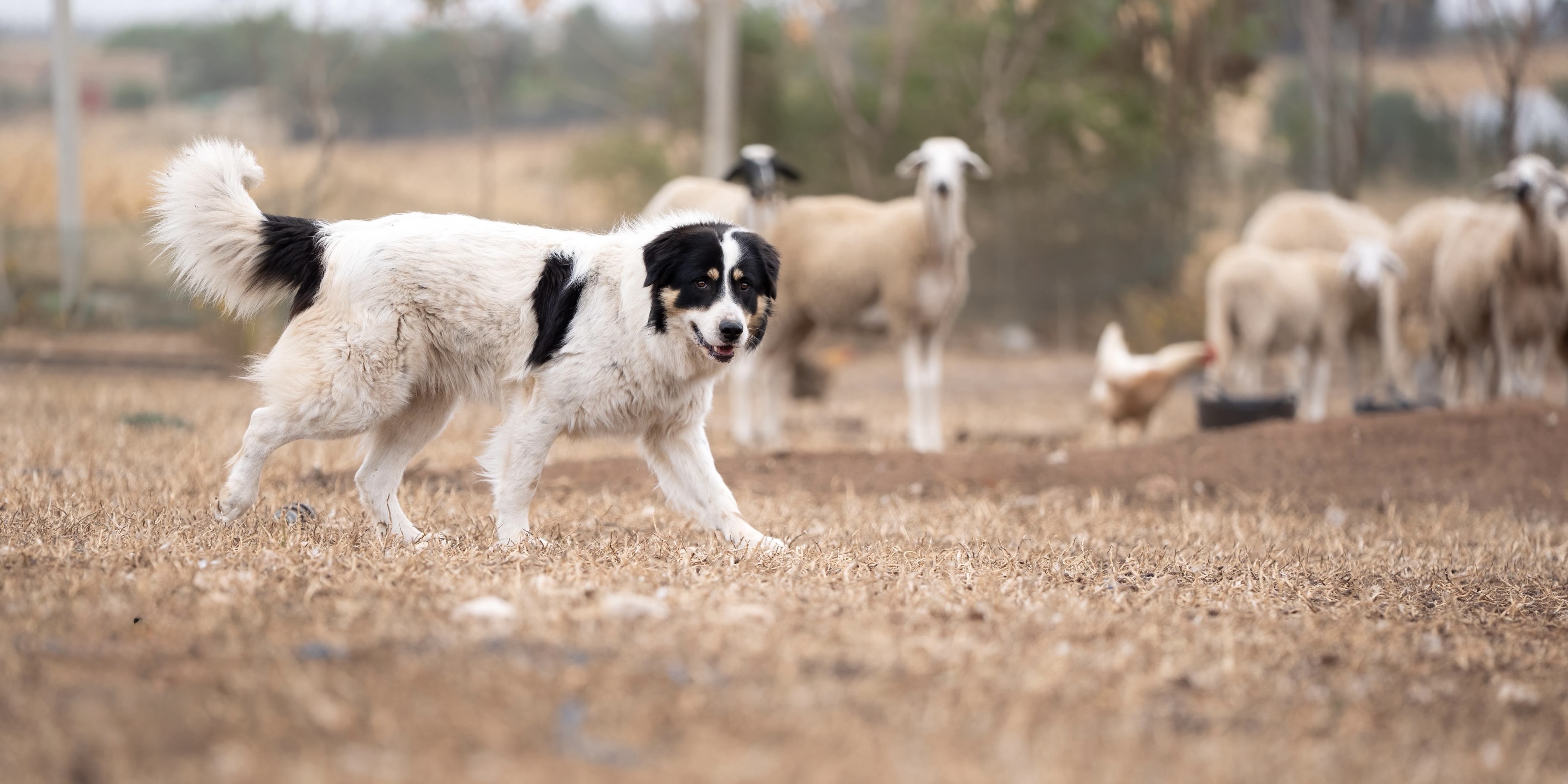 Atlas mountains dog protecting his herd of sheep.